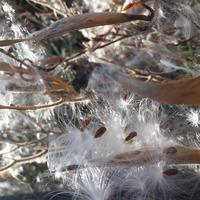 Open milkweed seed pods on a sunny autumn day