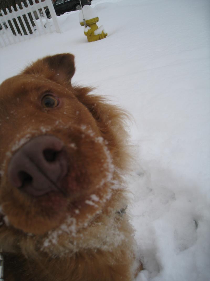IMG_2027 Seamus - dog in snow