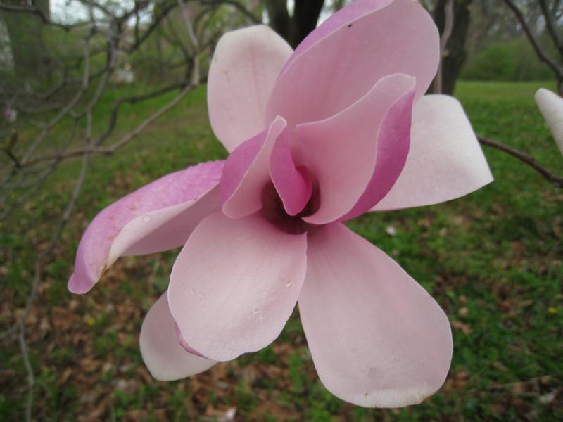 IMG_2256 Magnolia Highland Park Rochester